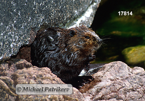 North American Beaver (Castor canadensis)